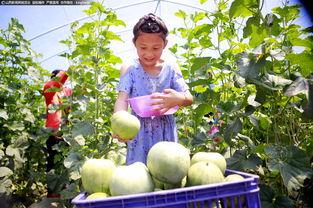 五里铺吃瓜,探寻夏日里的市井风情与人间烟火