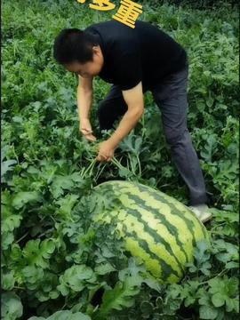 抖音的瓜怎么吃,教你轻松解锁“吃瓜”新姿势