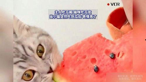 猫吃瓜是怎么吃的