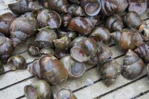 吃福寿螺吃福寿瓜好吗,健康搭配，美味双享