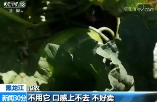 吃瓜打野,揭秘娱乐圈幕后风云