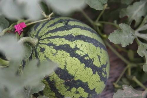 吃的藤瓜,探寻乡村田园的绿色美味