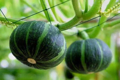 微山最近吃瓜,揭秘近期热门事件背后的真相