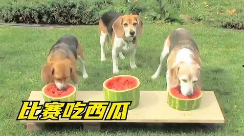 狗子与吃瓜,揭秘宠物界的趣味生活