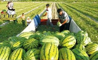 库尔勒超话吃瓜视频,揭秘吃瓜视频背后的热点事件