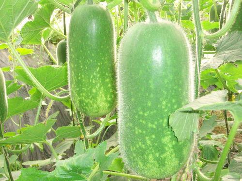 吃瓜各种大瓜图片大全,盘点各大热门吃瓜图片大全