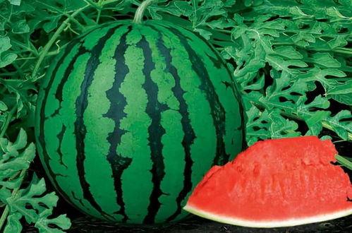 晚安航子吃瓜,揭秘娱乐圈吃瓜背后的真相