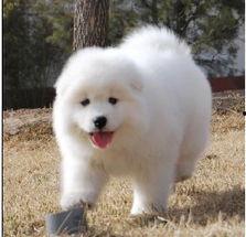 大白熊吃瓜,大白熊的夏日吃瓜盛宴