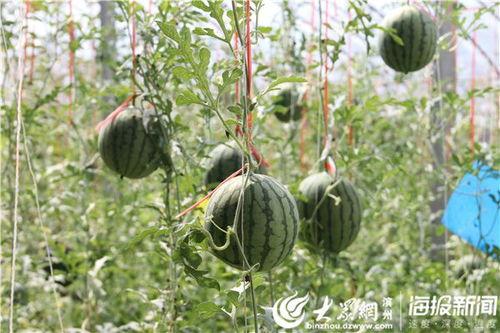 吃瓜视频最全观看五一,最全观看攻略，带你畅游娱乐盛宴