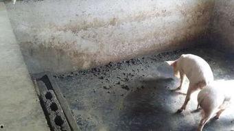 猪吃粪不瓜,揭秘猪的独特饮食习惯