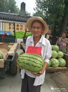 唐河县吃瓜比赛,全民参与吃瓜大赛欢乐多