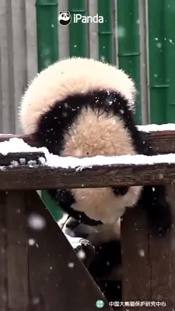 吃瓜小熊婺源,吃瓜小熊带你领略中国最美乡村