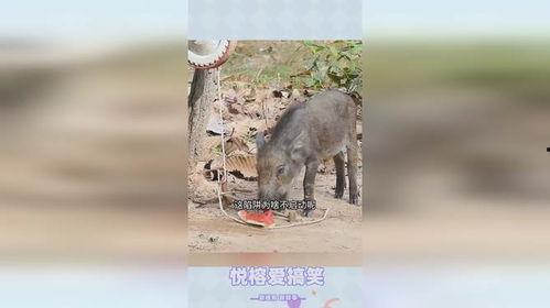 道具吃瓜猪,揭秘神秘道具背后的神奇力量