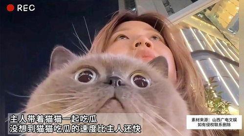 猫吃瓜么,揭秘猫儿吃瓜之谜
