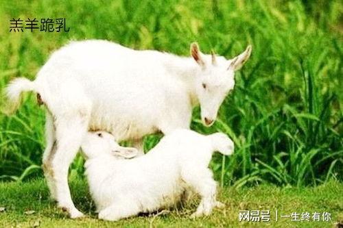 心碎小羊吃瓜,心碎小羊的瓜田奇遇记