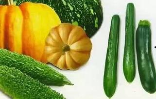宝宝可以吃秋瓜,秋瓜营养食谱推荐