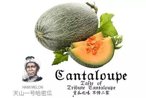 道士可以吃蜜瓜,蜜瓜的神奇功效